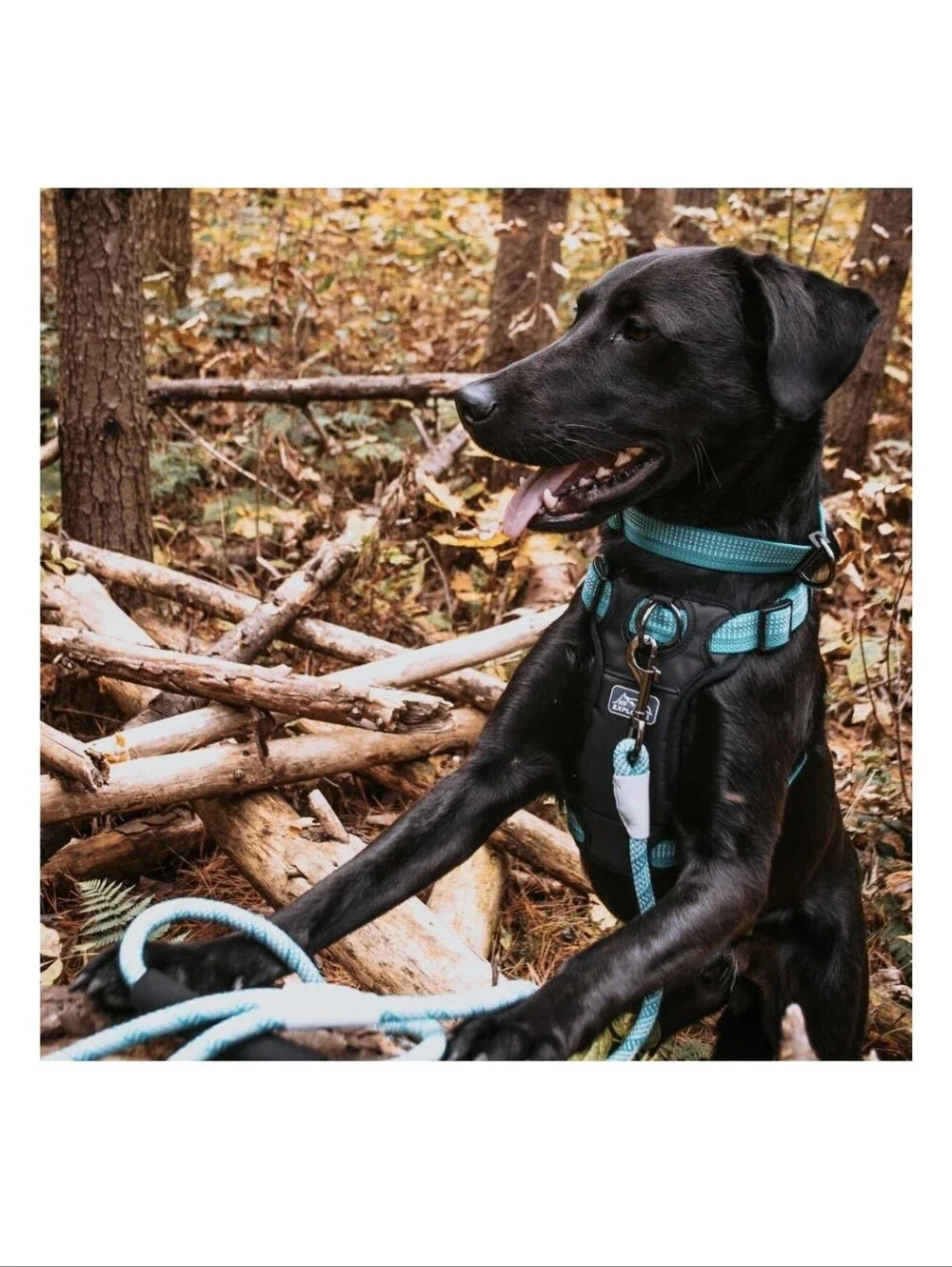 Coastal K9 Explorer Large Dog Harness Turquoise